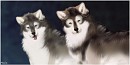Wolf Twins
