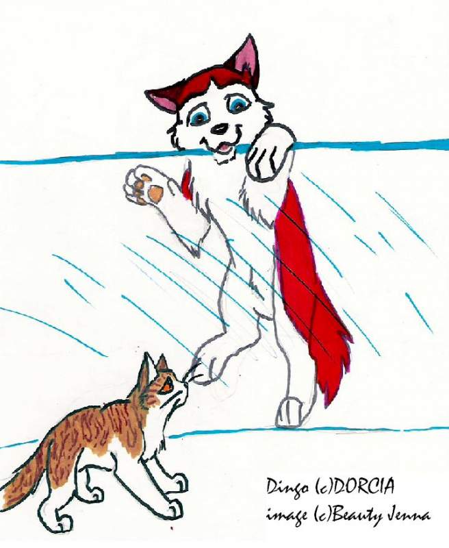 Dingo's chasing a cat