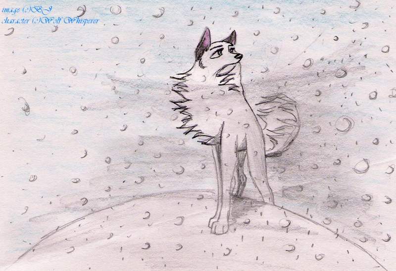 For Wolf whisperer
