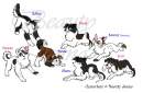Puppy Season/Border Collie Season