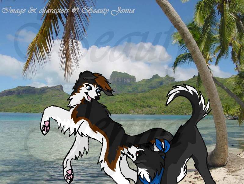 Beach Dogs