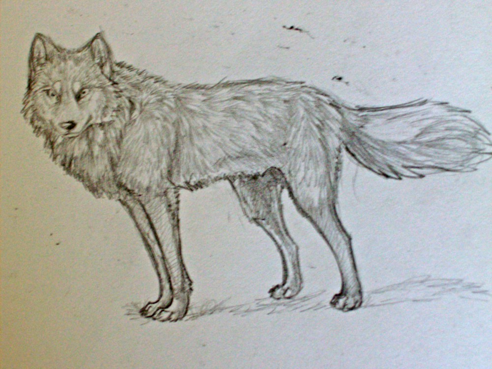 fast wolf sketch