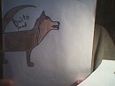balto a mad husky/wolf
