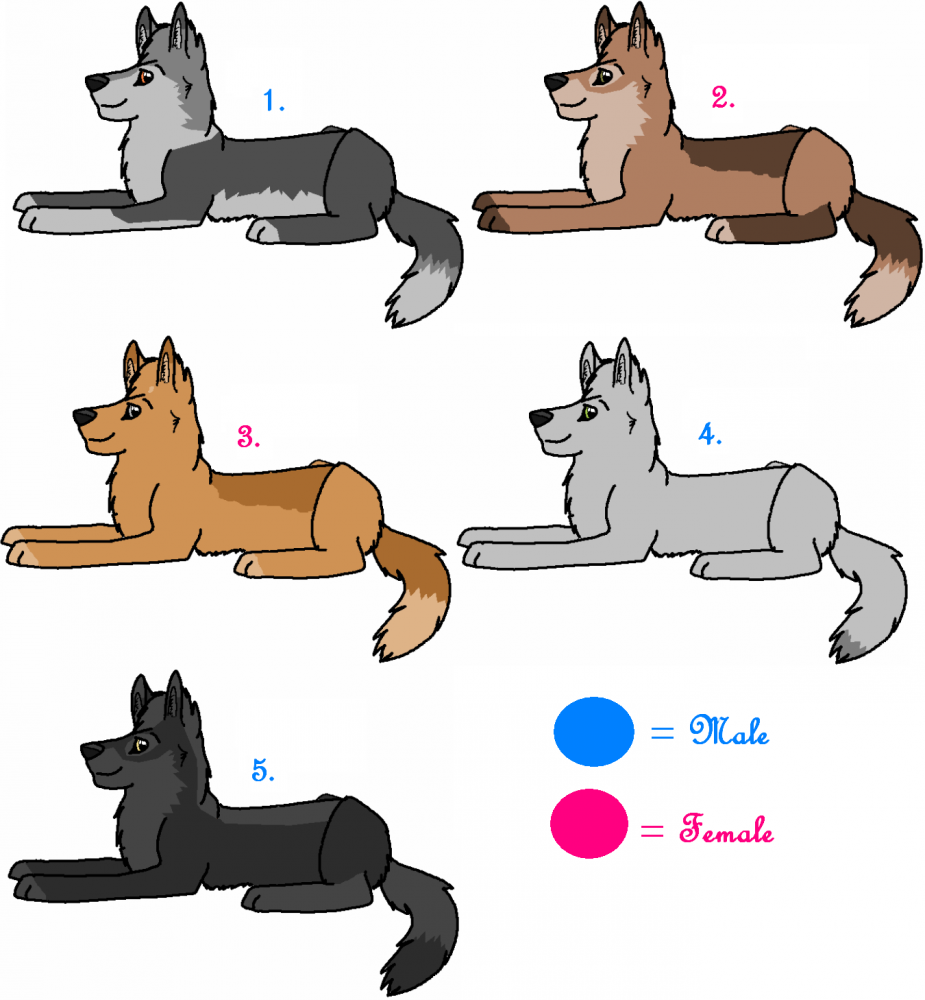 ADOPTABLES!