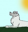 Aniu 