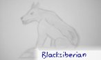 blacksiberian