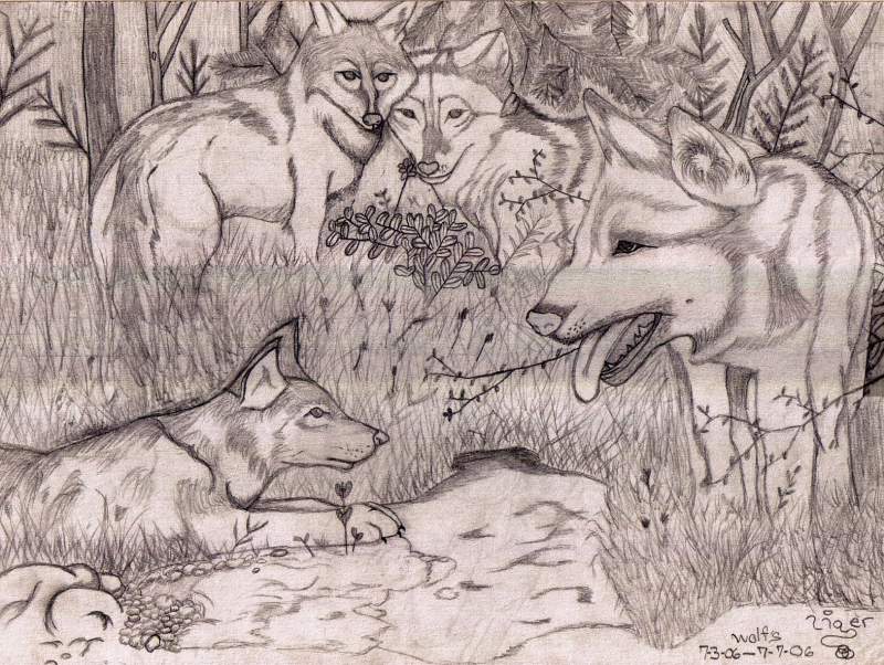 Forest Wolves
