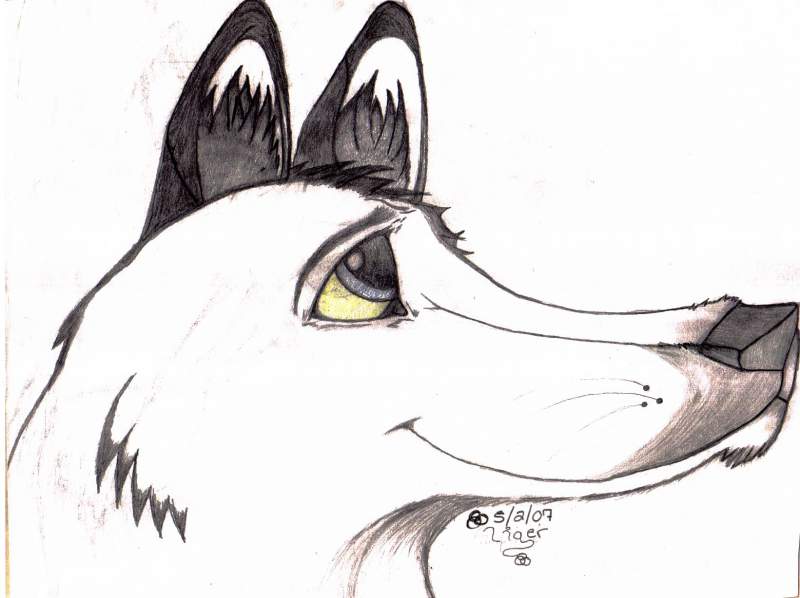 Wolf Pic