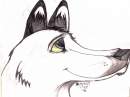 Wolf Pic