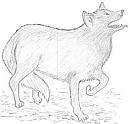 howling wolf