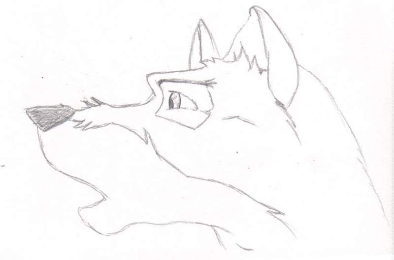 Balto looking for Jenna