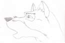 Balto looking for Jenna