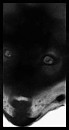 Realistic Balto