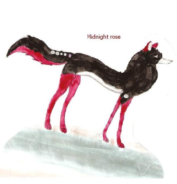 midnight rose