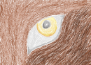 Wolf Eye Sketch