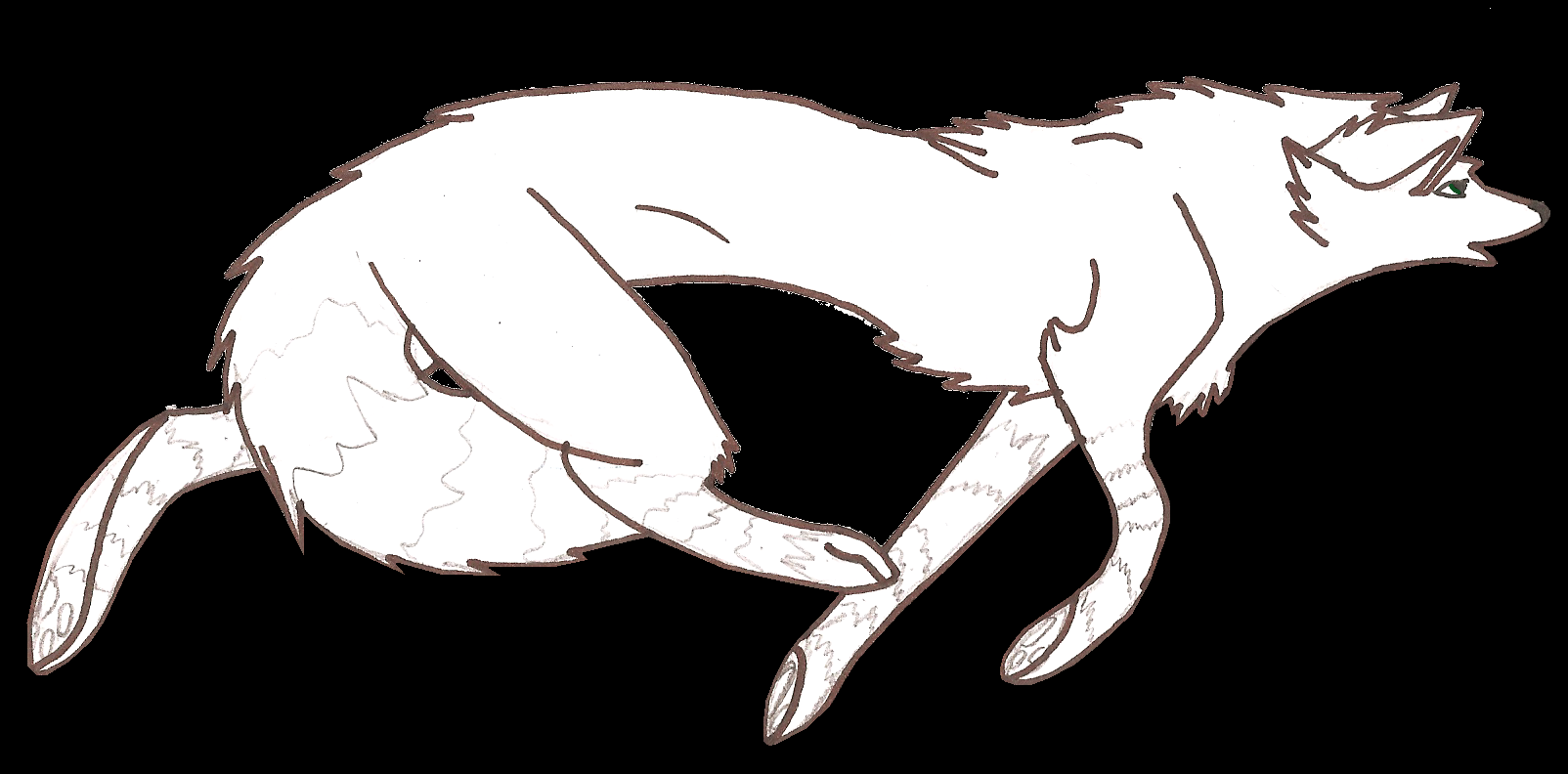 lily