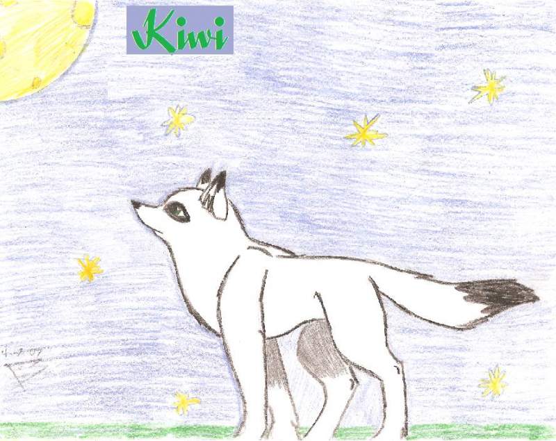 Kiwi