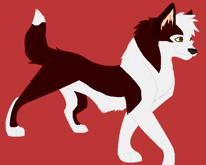 Dingo!!!