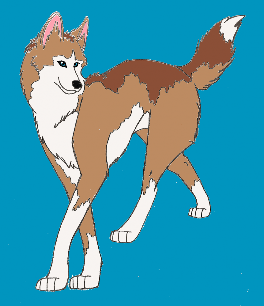 Boa *possible new design*