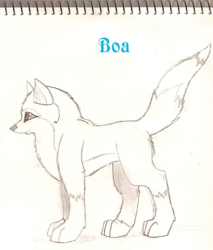 Boa Sketchy