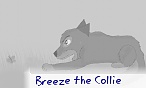 Breeze the Collie