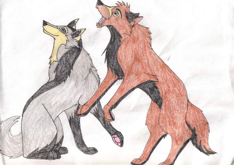 Two of the Raff/Storm pups as adults.