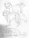 freesia sketches