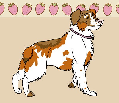 Brittany Spaniel For Adoption