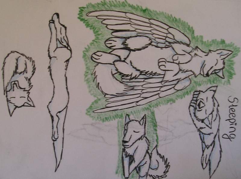 sleeping poses
