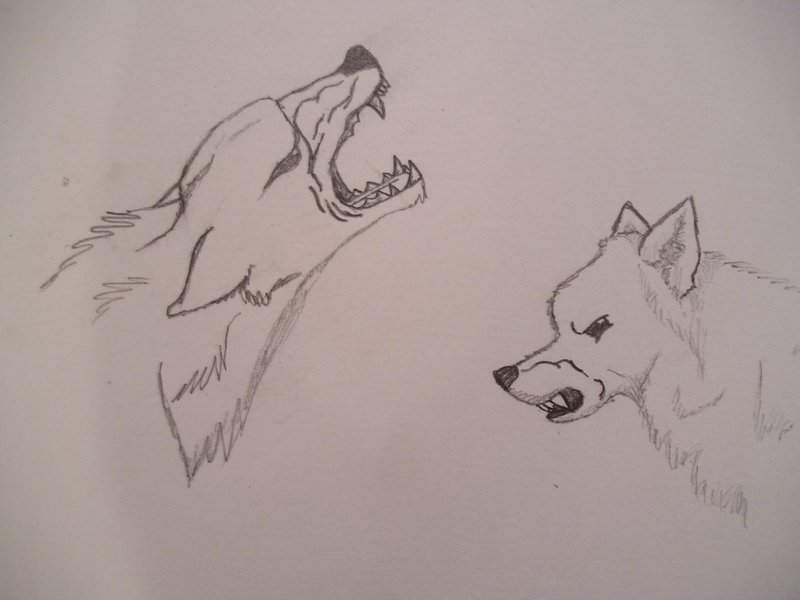 angry wolves