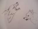 angry wolves