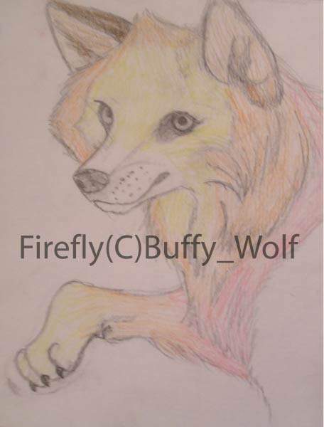 firefly.... detailed