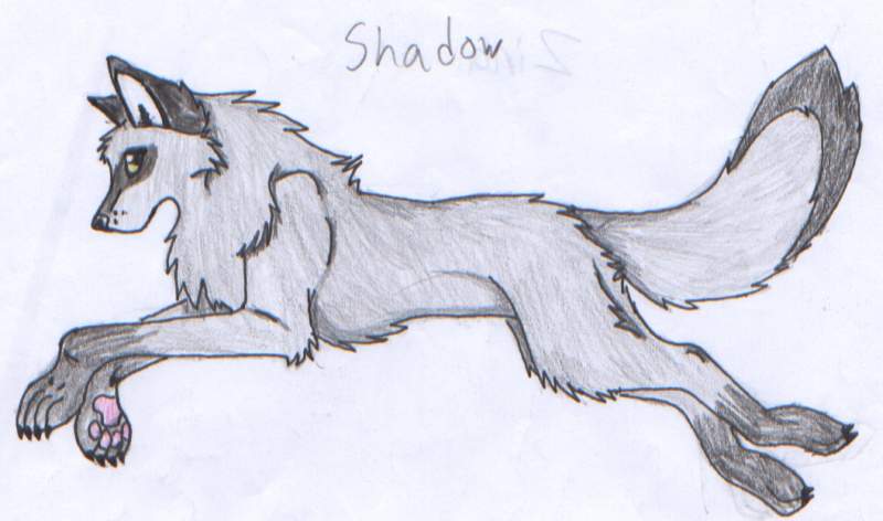 Shadow