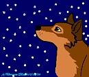 Snow-gazing