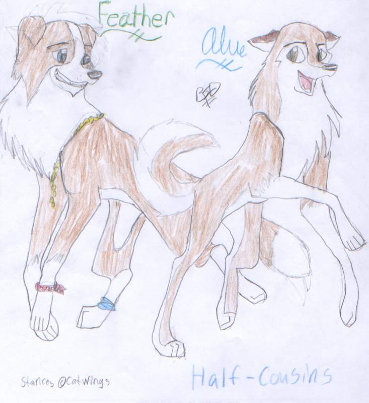Half-Cousons