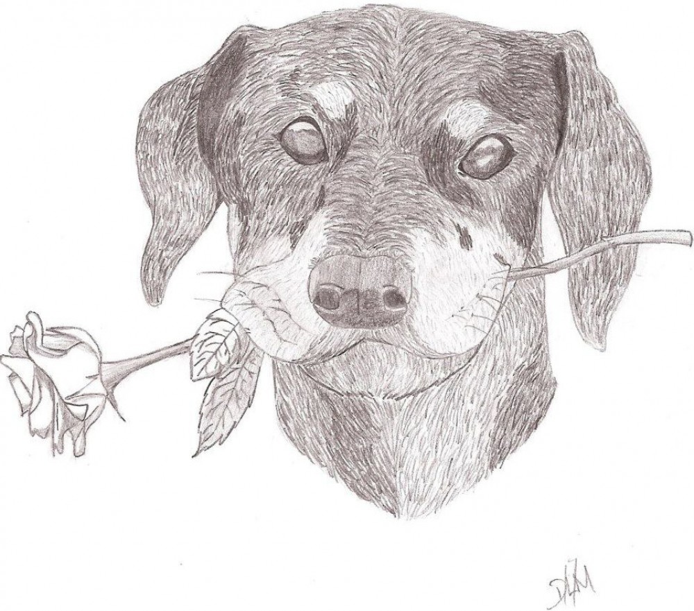 Puppy with a Rose