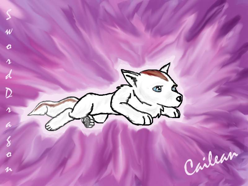 Caliean puppy