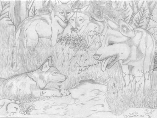 Wolves in the Forest