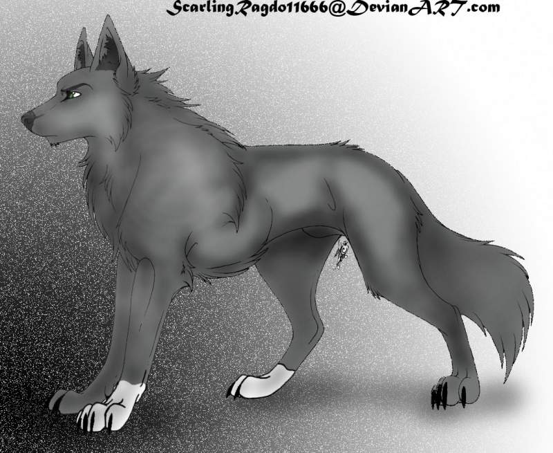  Male Wolf