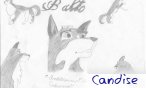 candise