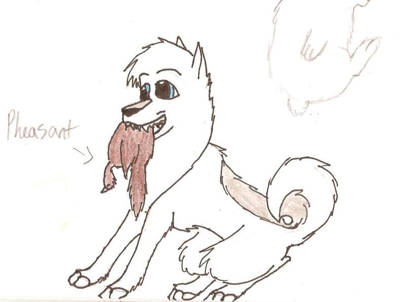 dodger holding Pheasant