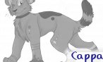 cappa