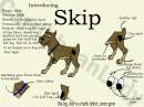 Skip: The Three Legged Dog