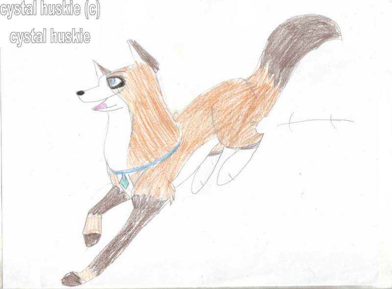 For Cystal huskie