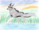 *Dusker(duskstar)*