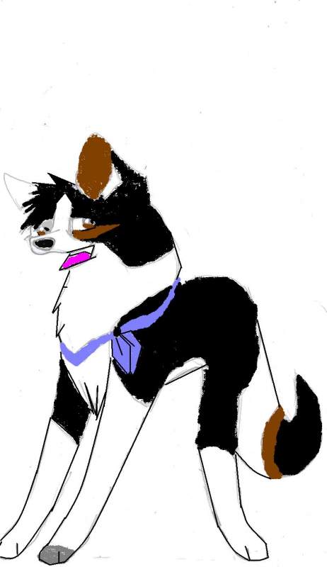 Dark paw's contest