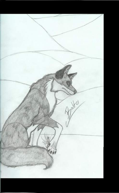 A Picture of Balto........