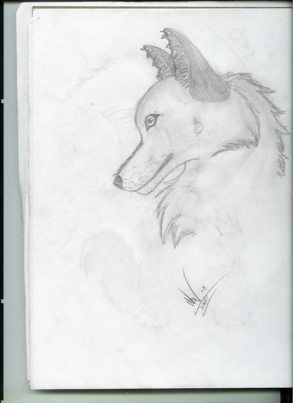Wolf