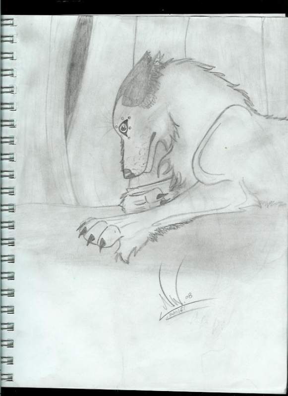 Second wolf
