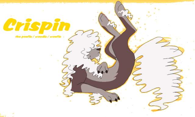 Crispin the poofle/woodle/woofle